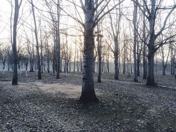 Bare trees in forest