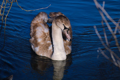 View of young swan swimming in lake