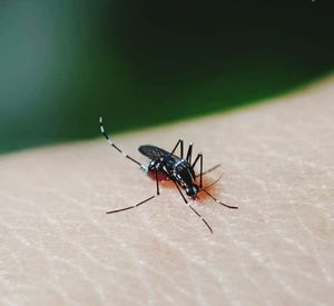 Close-up of fly