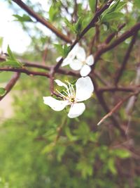 Close-up of white flowers