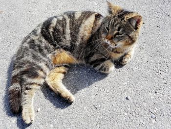 High angle view of cat on road