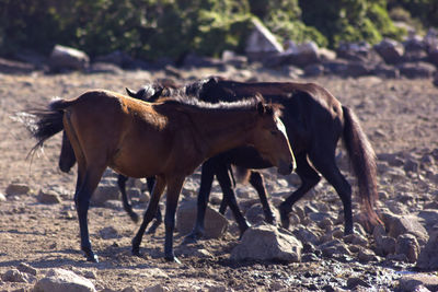 Horses in a field