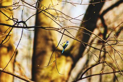 Low angle view of bird perching on branch