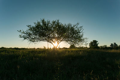 Plants growing on field against sky during sunset