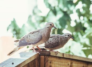 Close-up of two doves perching on railing