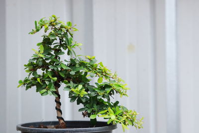 Close-up of plant against white wall