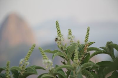 Close-up of fresh plant