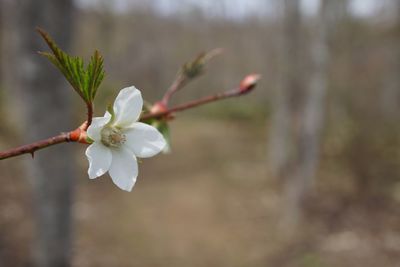 Close-up of white flower blooming on tree