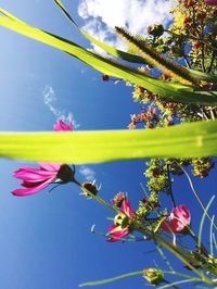 Low angle view of pink flowers against blue sky