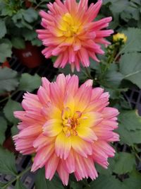 Close-up of pink flower blooming outdoors