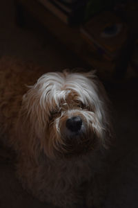 Close-up portrait of dog