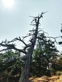 Low angle view of trees against clear sky