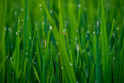 Macro photo of spiders among the webs in the green rice and morning dew