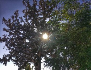 Low angle view of trees against sky