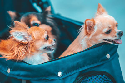 Close-up of dog looking away