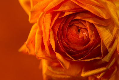 Close-up of rose against orange background