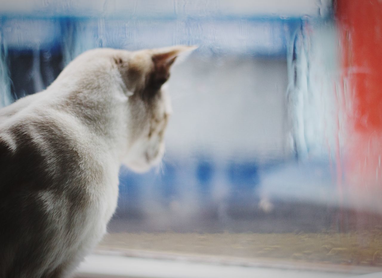 pets, domestic animals, one animal, animal themes, mammal, domestic cat, cat, window, indoors, feline, side view, focus on foreground, glass - material, selective focus, transparent, looking away, looking through window, whisker, close-up, animal head