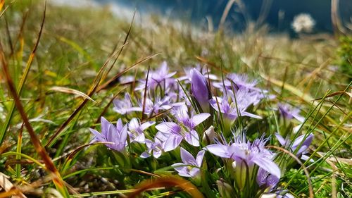 Close-up of purple crocus blooming on field