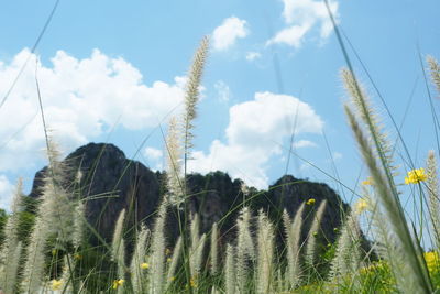 Low angle view of tall grass on field against sky