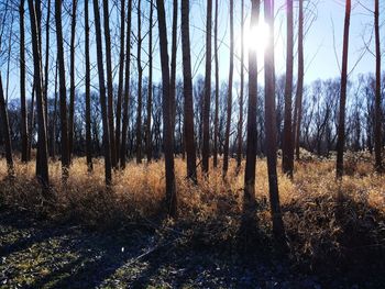 Full frame shot of trees in forest