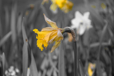 Close-up of yellow flowers blooming outdoors