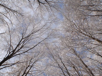 Low angle view of bare trees in forest during winter