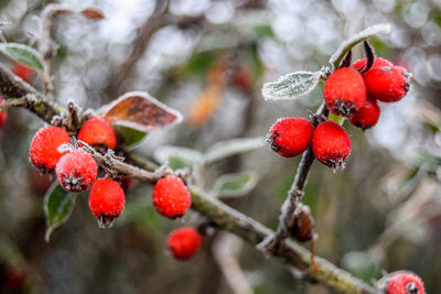 Close-up of red berries on tree