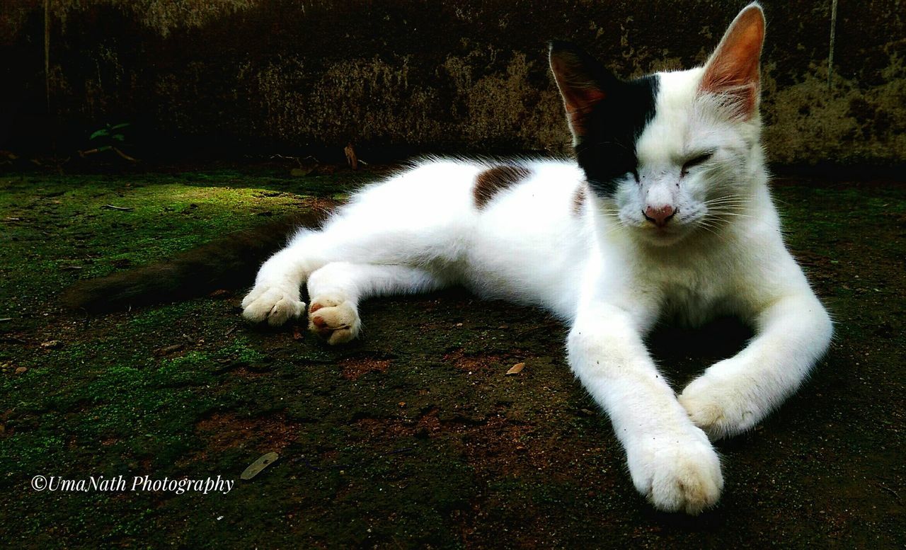 pets, domestic, mammal, domestic animals, cat, one animal, feline, vertebrate, domestic cat, relaxation, no people, white color, resting, grass, nature, field, plant, whisker