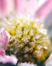 Close-up of yellow flower