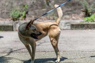 View of a dog on footpath