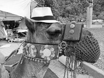 Close-up of bicycle parked against blurred background