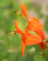 Close-up of flower against sky