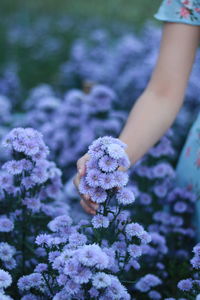 Close-up of purple flowering plant