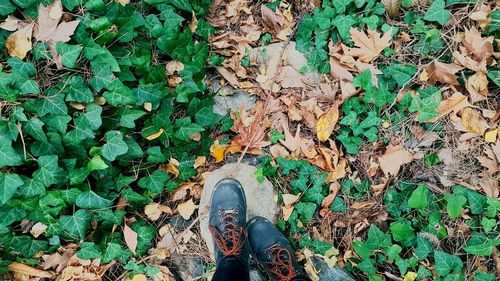 Low section of person standing on field during autumn