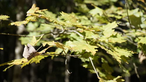 Close-up of tree branch