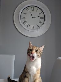 Close-up of cat against clock at home