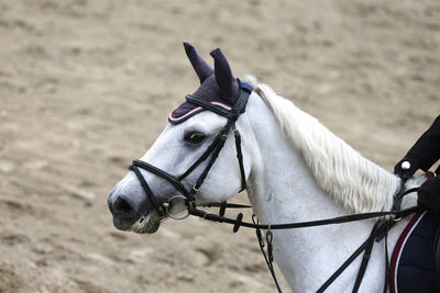 Close-up of a horse on the field