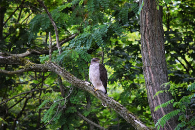 Bird perching on a tree