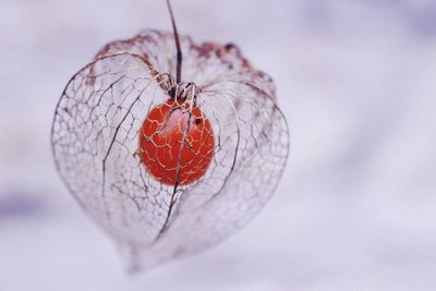 Close-up of red object