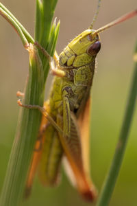 Close-up of grasshopper