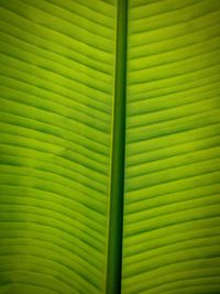 Full frame shot of green leaf