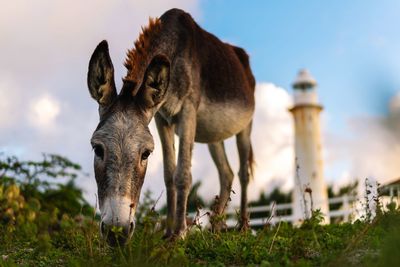 Donkey grazing on field