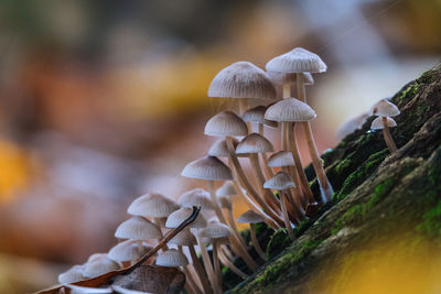 Close-up of mushrooms growing on field