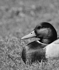 Close-up of duck swimming in water