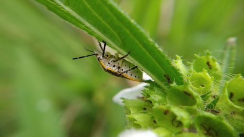 Close-up of insect on leaf