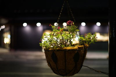 Close-up of potted plant on table