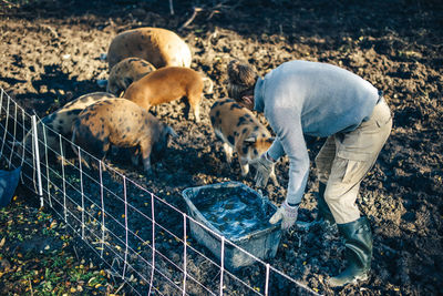 Mid adult male farmer taking care of pigs at organic farm