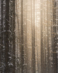 Sun shining through the trees in a winter forest