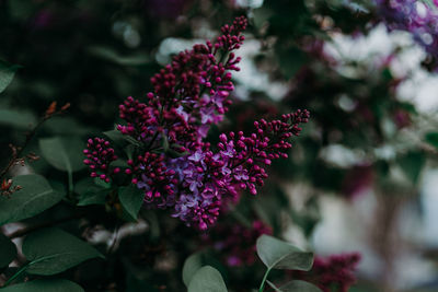 Close-up of pink flowering plant