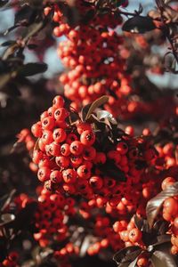 Close-up of berries growing on tree